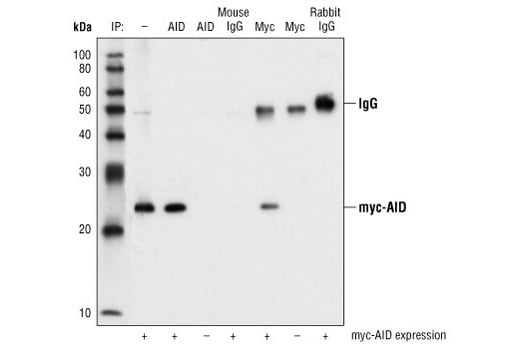 Immunoprecipitation Image 1: AID (L7E7) Mouse mAb