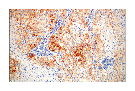 undefined Image 24: Pro-Apoptosis Bcl-2 Family Antibody Sampler Kit