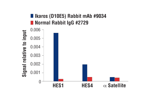 Chromatin Immunoprecipitation Image 1: Ikaros (D10E5) Rabbit Monoclonal Antibody