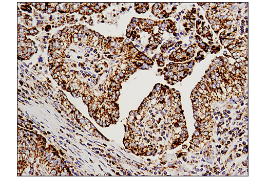 Immunohistochemistry Image 1: Malic Enzyme 2 (E1N3E) Rabbit Monoclonal Antibody