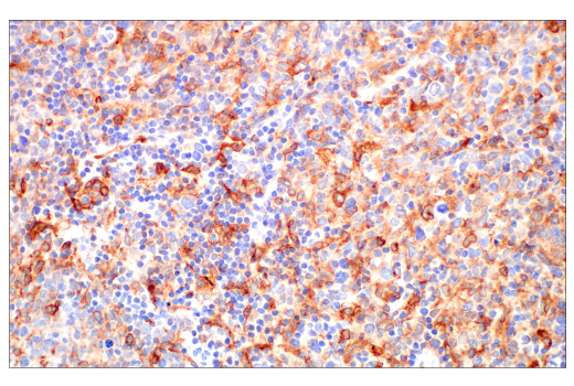 Immunohistochemistry Image 5: Siglec-10 (E1D7S) Rabbit Monoclonal Antibody (BSA and Azide Free)