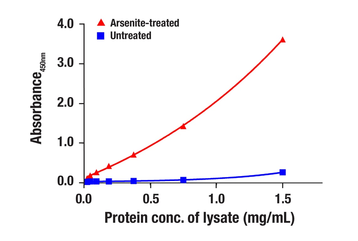 NRF2 (D1Z9C) XP® Rabbit mAb (BSA and Azide Free) (#84599