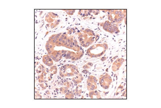 Immunohistochemistry Image 5: APS Antibody