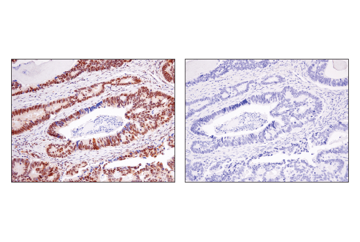 Immunohistochemistry Image 4: Ape1 (E5Y2C) Rabbit Monoclonal Antibody