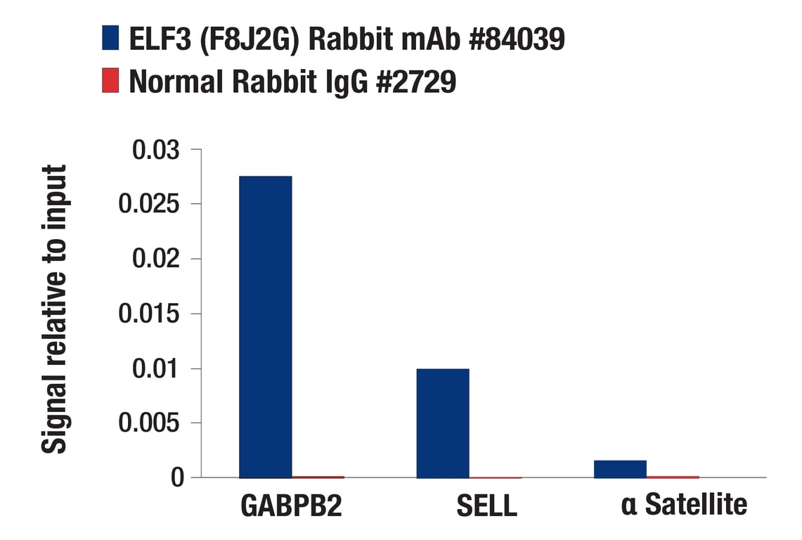 Chromatin Immunoprecipitation Image 3: ELF3 (F8J2G) Rabbit Monoclonal Antibody