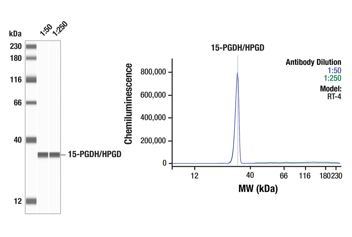 Western Blotting Image 1: 15-PGDH/HPGD (E9H7W) Rabbit Monoclonal Antibody