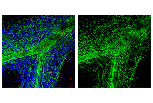 Immunofluorescence Image 2: MOG (D5B4C) Rabbit Monoclonal Antibody