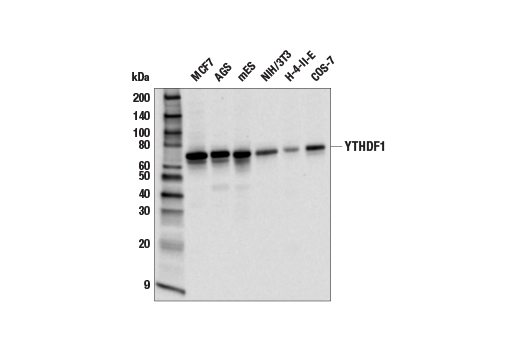 Western Blotting Image 2: YTHDF1 (E9P6V) Rabbit Monoclonal Antibody