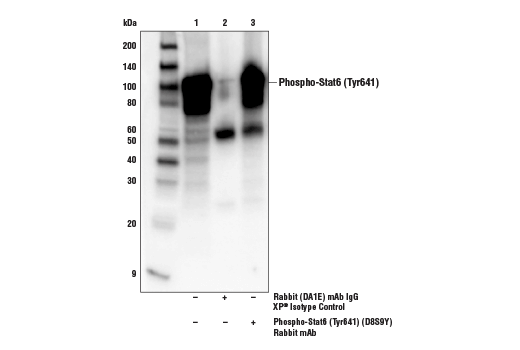 Immunoprecipitation Image 1: Phospho-Stat6 (Tyr641) (D8S9Y) Rabbit Monoclonal Antibody