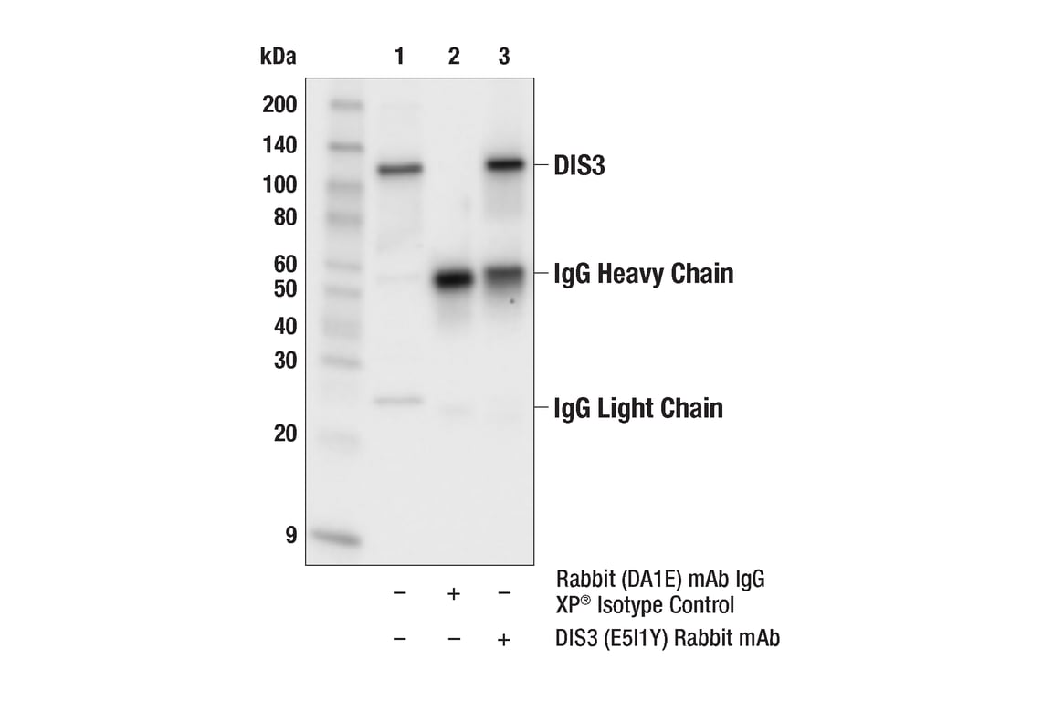 Immunoprecipitation Image 1: DIS3 (E5I1Y) Rabbit Monoclonal Antibody