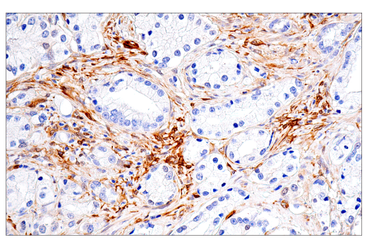 Immunohistochemistry Image 6: CRP2 (E8R5N) Rabbit Monoclonal Antibody