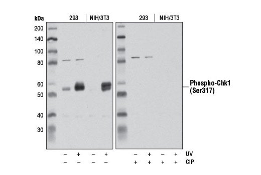 Western Blotting Image 1: Phospho-Chk1 (Ser317) (D12H3) XP<sup>®</sup> Rabbit mAb