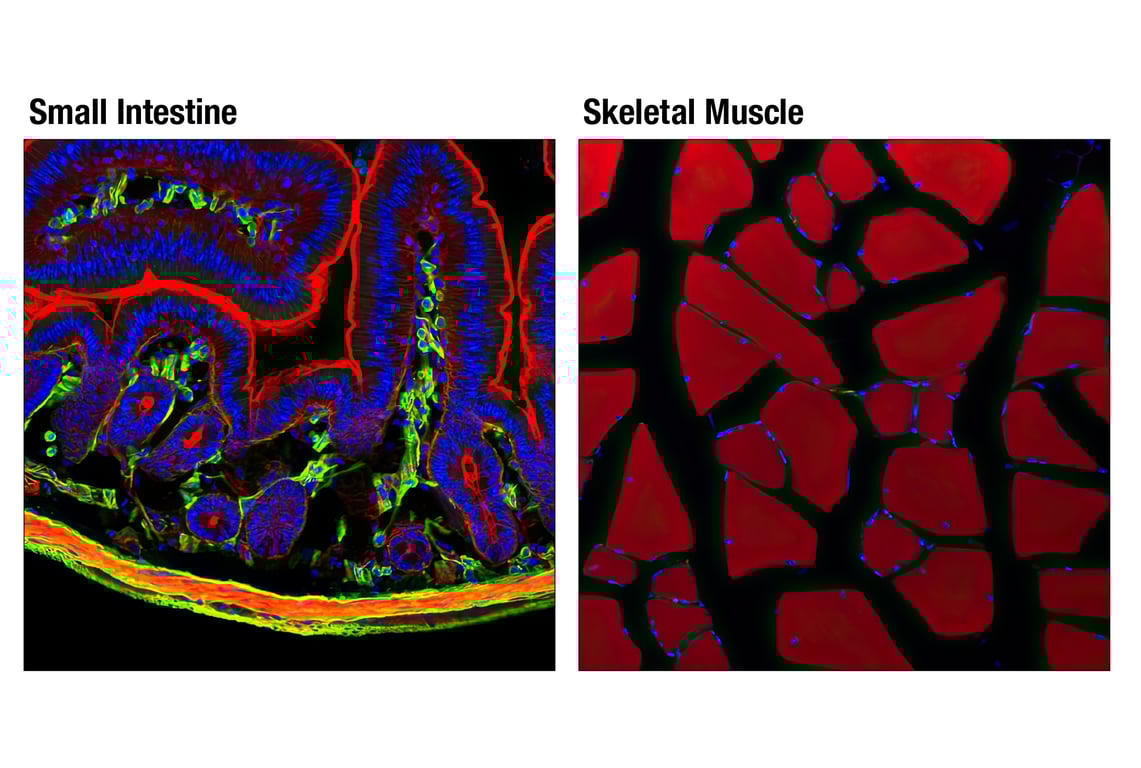 Immunofluorescence Image 1: alpha-Smooth Muscle Actin (1A4) Mouse Monoclonal Antibody (IF Formulated)