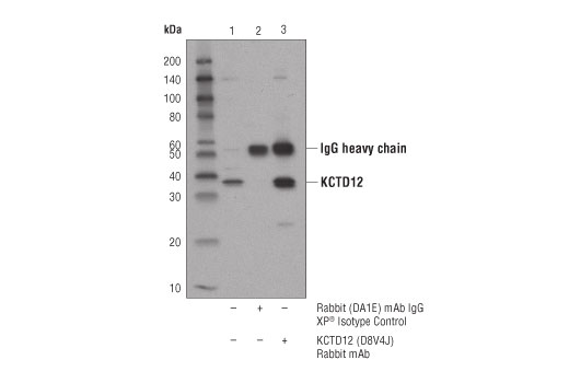 Immunoprecipitation Image 1: KCTD12 (D8V4J) Rabbit Monoclonal Antibody