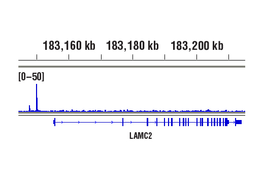 undefined Image 41: NF-κB Pathway Antibody Sampler Kit