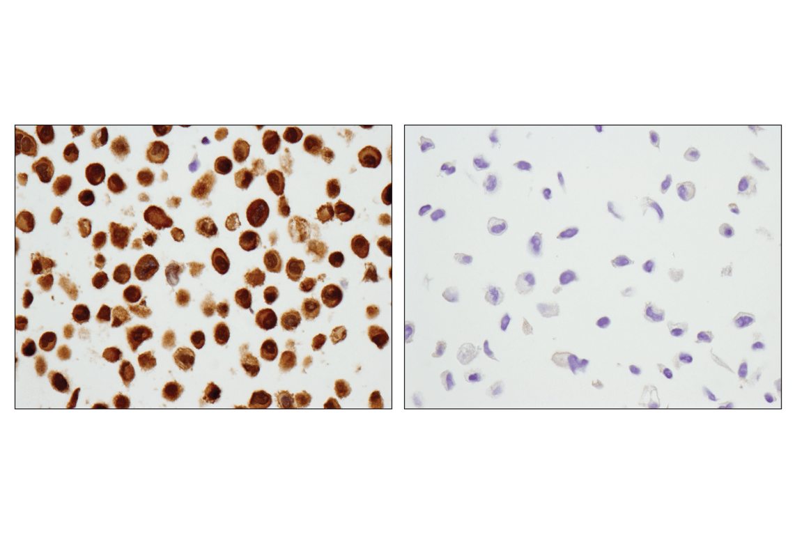 undefined Image 24: Stat Antibody Sampler Kit II