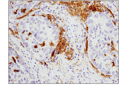 Immunohistochemistry Image 3: GLUL (D2O3F) Rabbit Monoclonal Antibody (IHC Formulated)