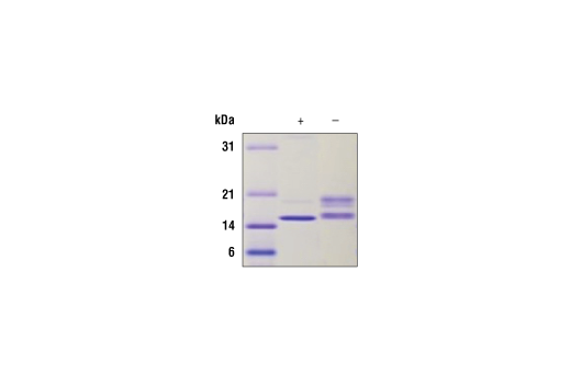 undefined Image 2: Human SCF Recombinant Protein