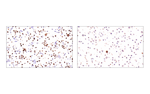 Immunohistochemistry Image 1: Geminin (E5Q9S) Rabbit Monoclonal Antibody (BSA and Azide Free)