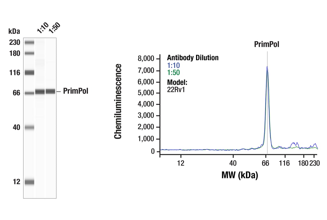 Western Blotting Image 1: PrimPol (F5E9I) Rabbit Monoclonal Antibody