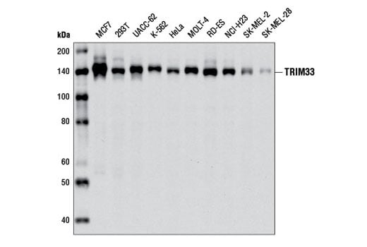 Western Blotting Image 2: TRIM33 (E1N2Z) Rabbit Monoclonal Antibody