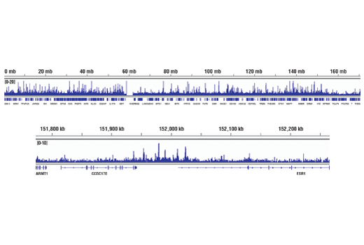 undefined Image 32: BAF Complex Antibody Sampler Kit