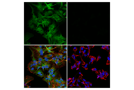Immunofluorescence Image 1: Phospho-Atg4B (Ser383) (E3I8M) Rabbit Monoclonal Antibody