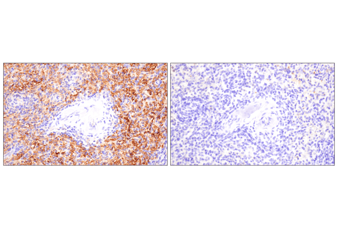 Immunohistochemistry Image 7: SLC40A1/Ferroportin-1 (F9U5S) Rabbit Monoclonal Antibody