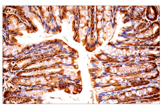 Immunohistochemistry Image 14: Ubiquitin (E6K4Y) Rabbit Monoclonal Antibody