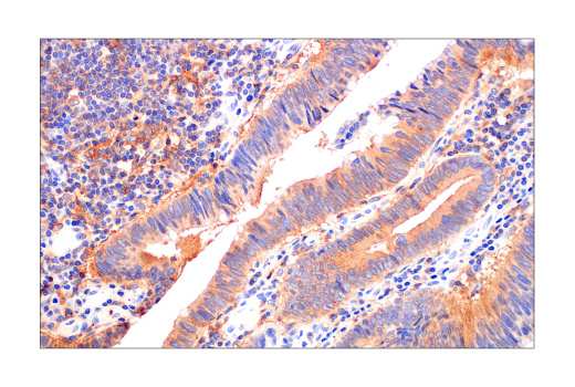 Immunohistochemistry Image 2: Src (36D10) Rabbit Monoclonal Antibody (BSA and Azide Free)