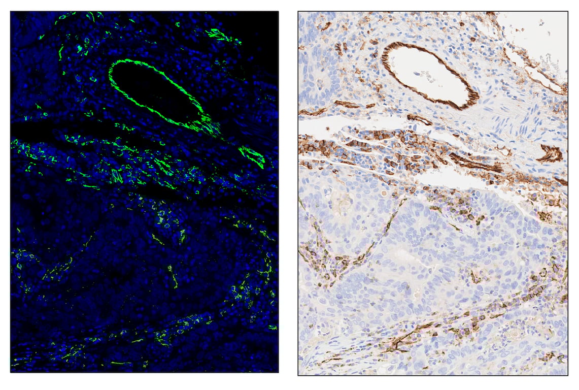 Immunohistochemistry Image 6: CD31 (PECAM-1) (89C2) & CO-0028-488 SignalStar<sup>™</sup> Oligo-Antibody Pair