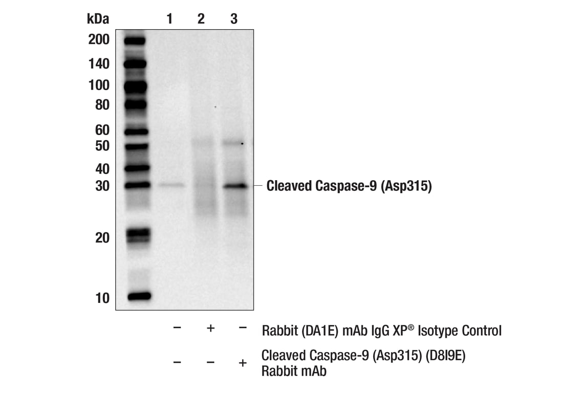 Immunoprecipitation Image 1: Cleaved Caspase-9 (Asp315) (D8I9E) Rabbit Monoclonal Antibody
