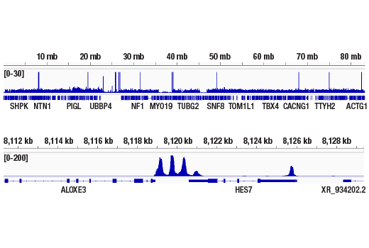 Chromatin Immunoprecipitation Image 2: ACTL6B/BAF53B (E5X8C) Rabbit Monoclonal Antibody