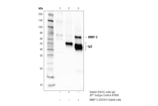Immunoprecipitation Image 1: MMP-2 (D2O4T) Rabbit Monoclonal Antibody