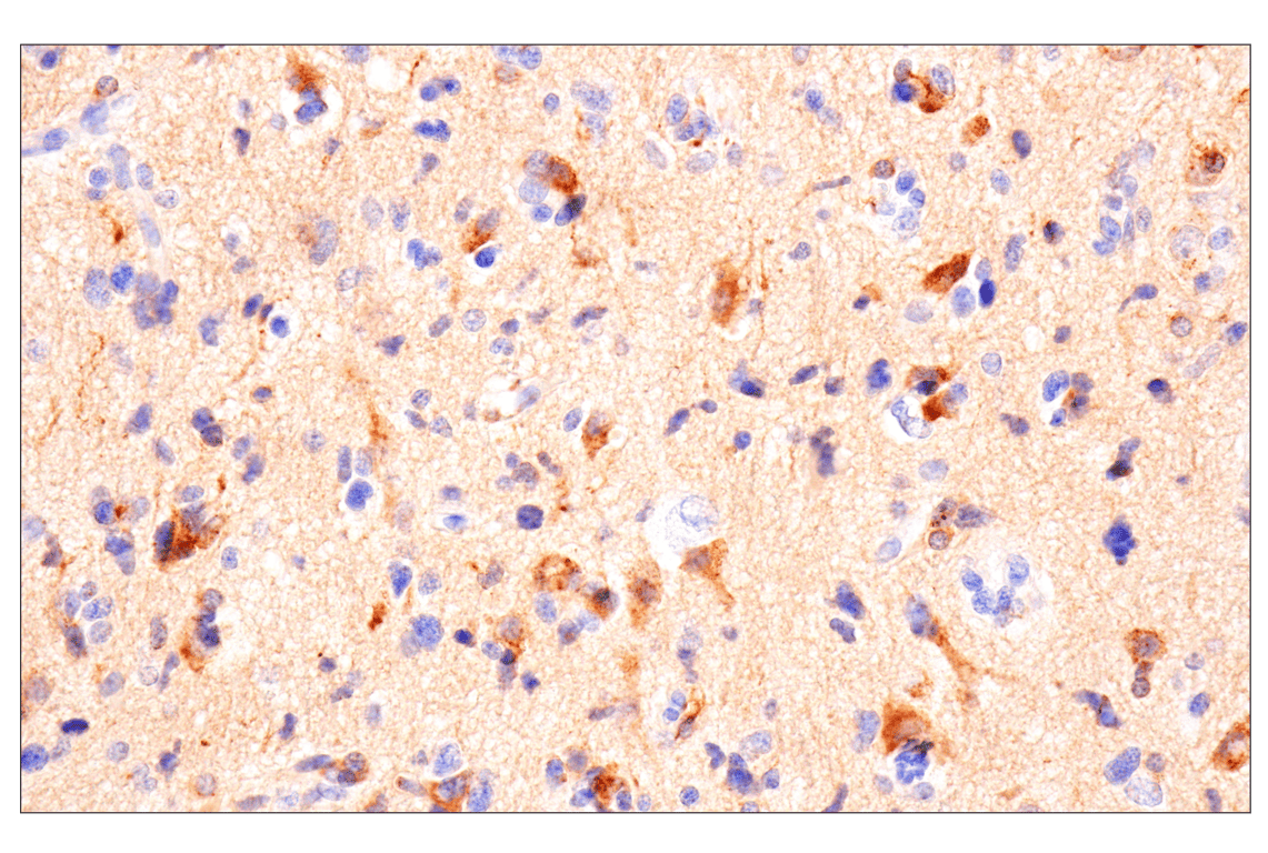 Immunohistochemistry Image 2: Stathmin-4 (E9F1Y) Rabbit Monoclonal Antibody
