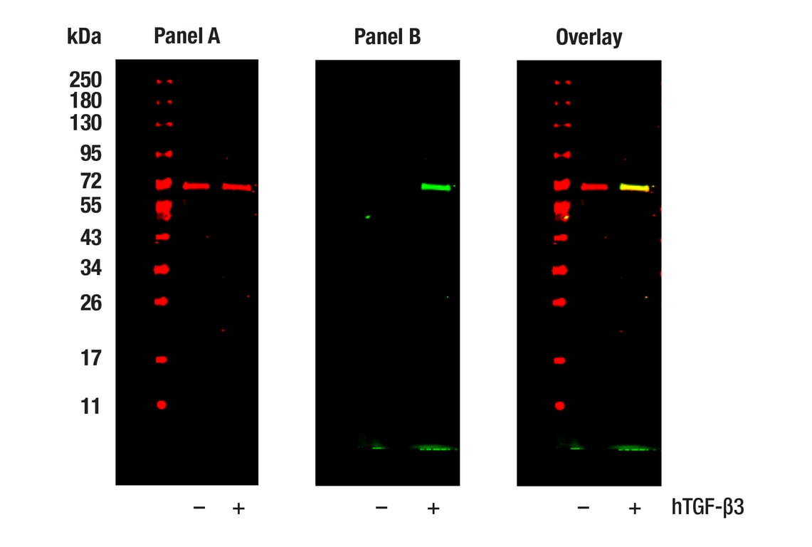 Western Blotting Image 1: SMAD2 (L16D3) Mouse Monoclonal Antibody