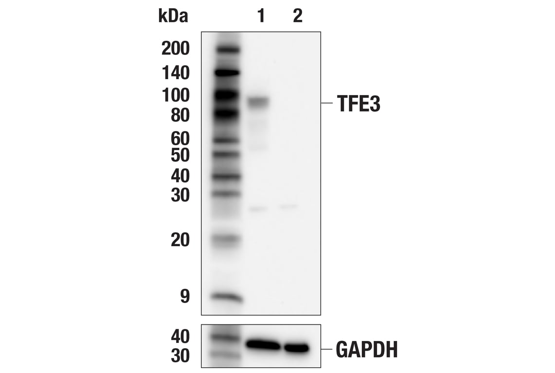 Western Blotting Image 1: TFE3 (E6T9M) Rabbit mAb