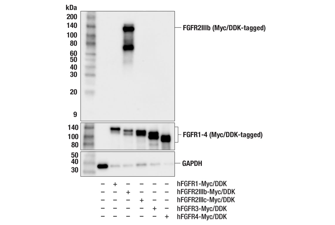 Western Blotting Image 2: FGF Receptor 2IIIb (FPR2-D) Mouse Monoclonal Antibody
