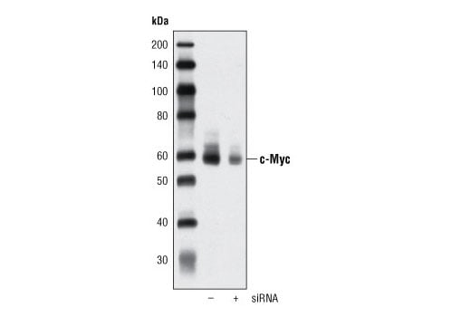 undefined Image 15: Wnt/beta-Catenin Activated Targets Antibody Sampler Kit