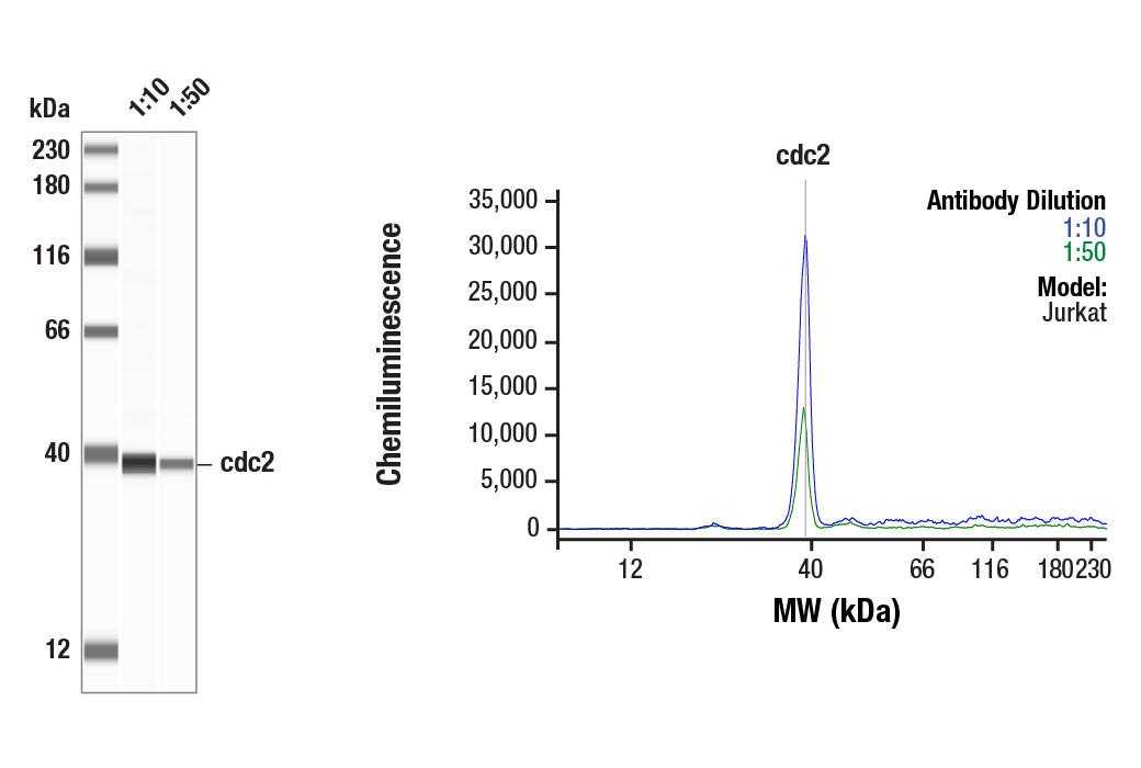 Western Blotting Image 1: cdc2 (E1Z6R) Rabbit Monoclonal Antibody