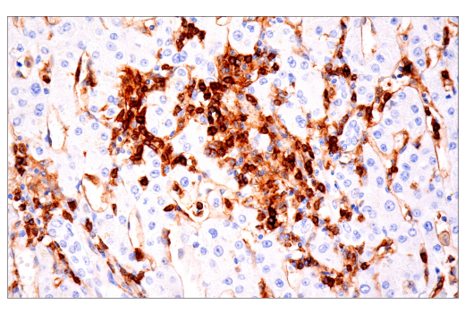 Immunohistochemistry Image 2: CD4 (EP204) Rabbit Monoclonal Antibody