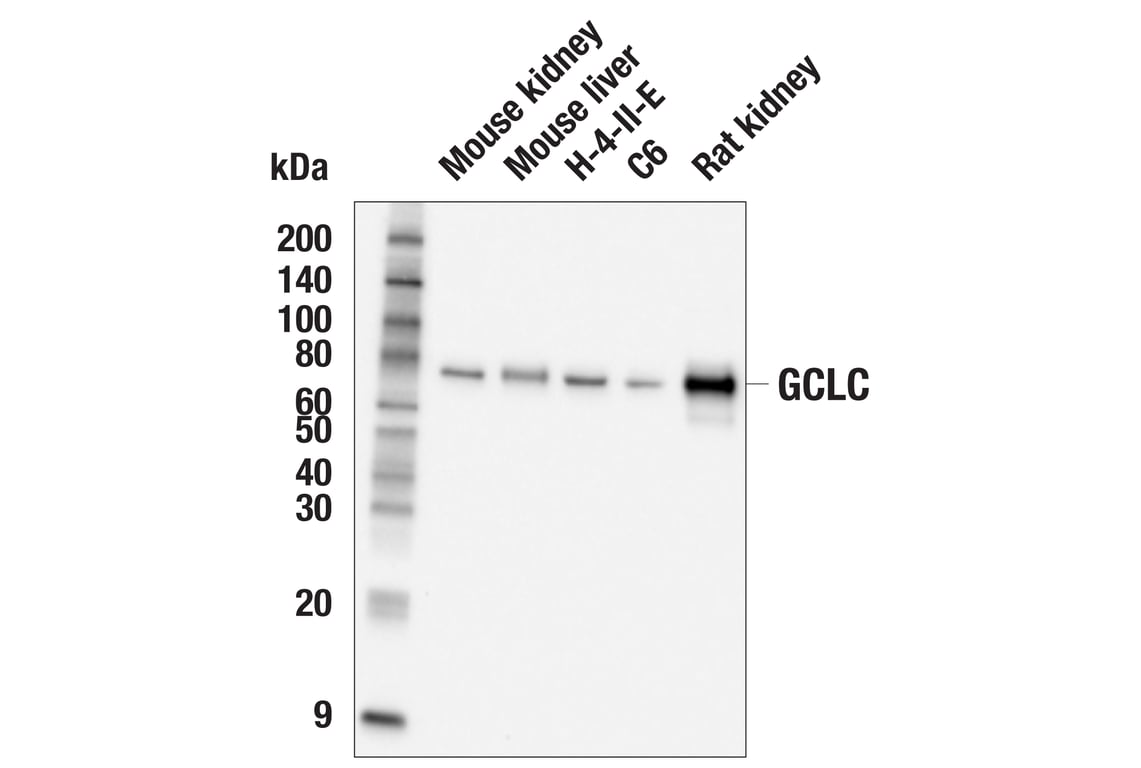 Western Blotting Image 2: GCLC (E2Y7D) Rabbit Monoclonal Antibody