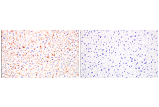 Immunohistochemistry Image 8: FcRn (E4D5I) Rabbit Monoclonal Antibody