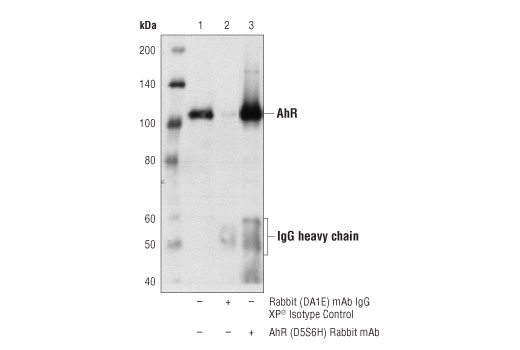 Immunoprecipitation Image 1: AhR (D5S6H) Rabbit Monoclonal Antibody