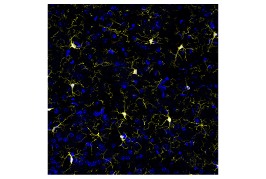 Iba1/AIF-1 (E4O4W) XP® Rabbit mAb (Alexa Fluor® 555