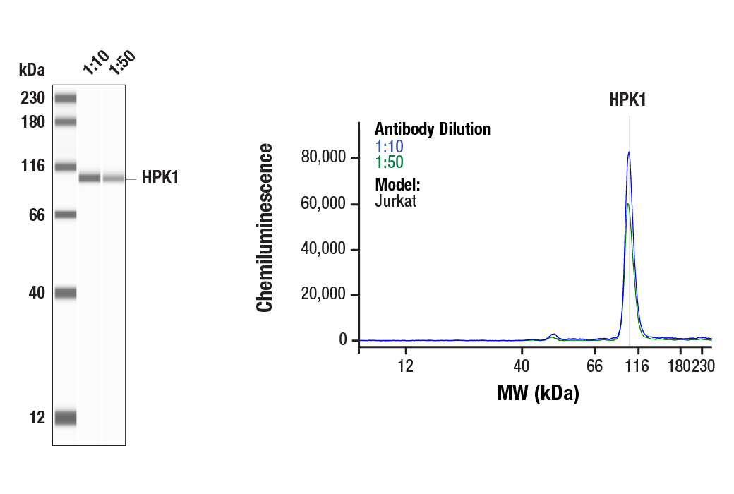 Western Blotting Image 1: HPK1 (E1C3L) Rabbit Monoclonal Antibody