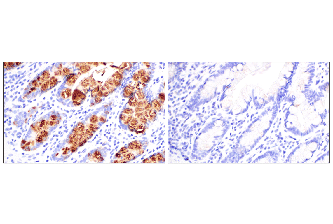 Immunohistochemistry Image 5: CLCA1 (E4Y1J) Rabbit Monoclonal Antibody
