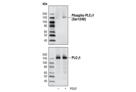 Western Blotting Image 2: Phospho-PLC gamma1 (Ser1248) Antibody