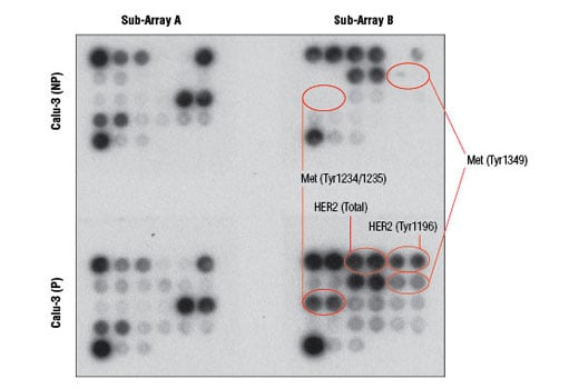 undefined Image 3: PathScan<sup>®</sup> EGFR Signaling Antibody Array Kit (Chemiluminescent Readout)