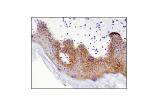 Immunohistochemistry Image 3: CELSR2 (D2M9H) Rabbit Monoclonal Antibody